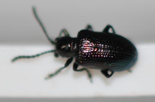 Réf. 348 662 : Oulema sp.